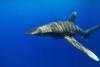 Longimanus pas farouche